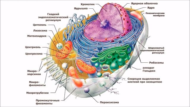 Клетка. Рассказывают Сергей Киселёв, Юрий Панчин и Владимир Богатырёв. 17.10.2011 смотреть онлайн