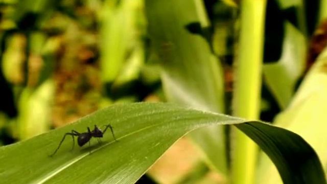 Божья Коровка и кузнечик смотреть онлайн