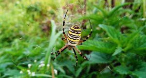 Аргиопа Брюнниха. Паук-оса и его жертвы ( Argiope bruennichi )