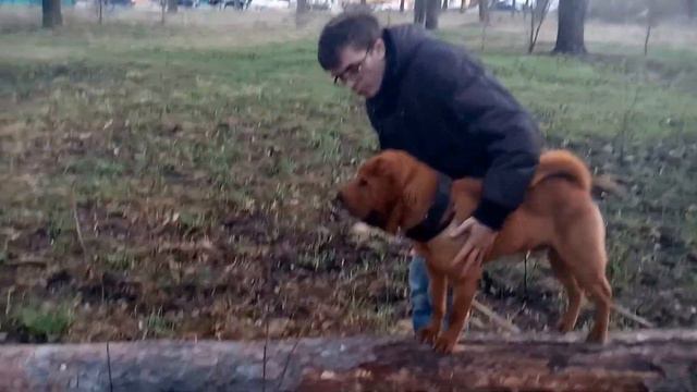 шар-пей ходит по бревну или как научить собаку ходить по бревну? смотреть онлайн