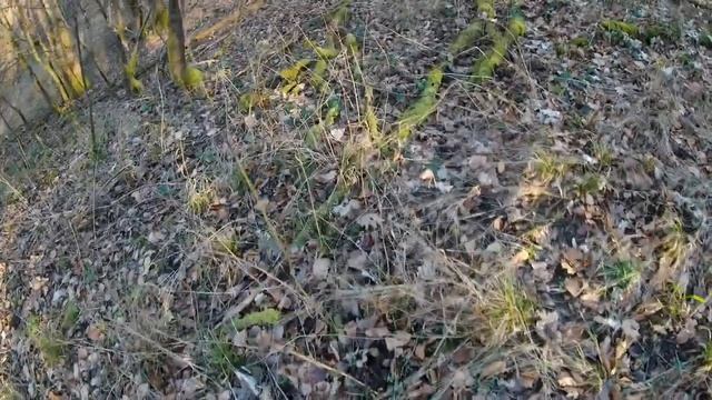 Pilze im Winter und Frühjahr: Sarcoscypha austriaca, Österreichischer Prachtbecherling смотреть онлайн