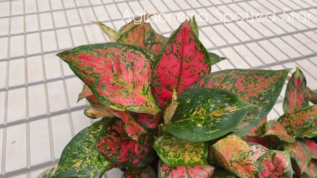 Dostawa pełna nie-jesiennych kolorów w Plantce. Czyli napływ roślin w wiosennych barwach! смотреть онлайн