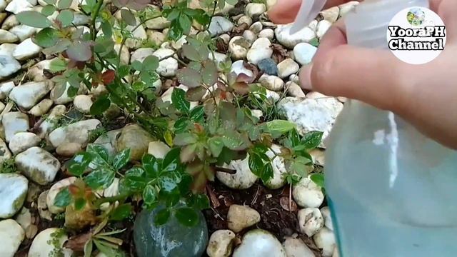 Rose Plant Care Tips And Fertilizer смотреть онлайн