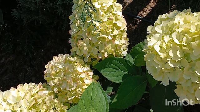 #BONFIRE #БОНФАЄР #гортензія #волотиста 11.07.23 смотреть онлайн