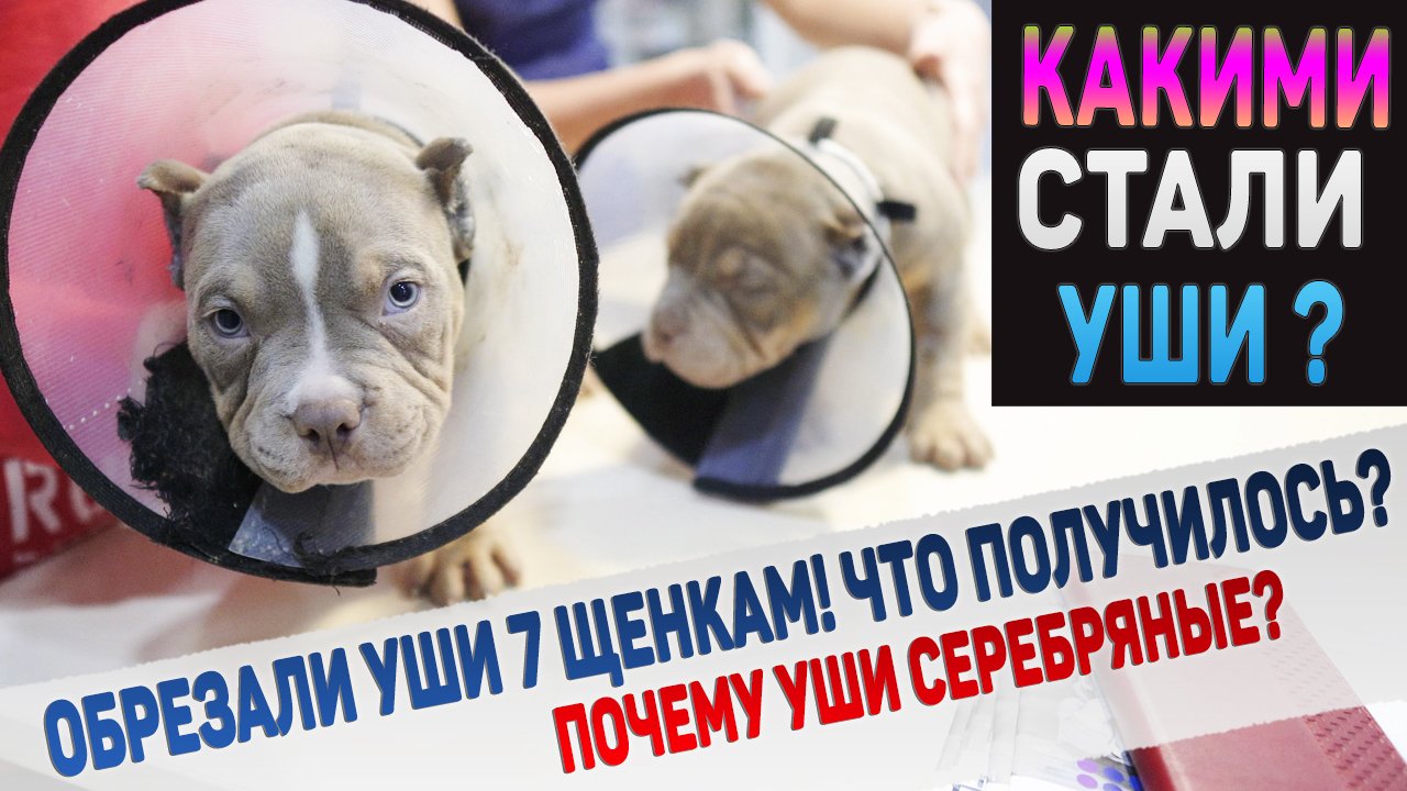 От ушей щенков почти ничего не осталось! Так лучше? смотреть онлайн