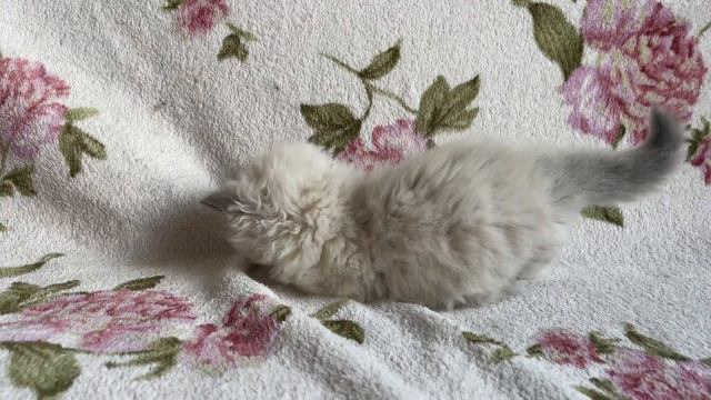 British Longhair kitten named Tamantti 1, 5 months old смотреть онлайн