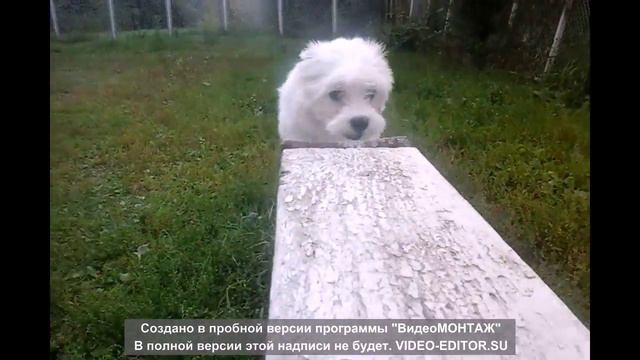 ✨✨|Алекс|на спортивной площадке для собак| ✨✨ смотреть онлайн