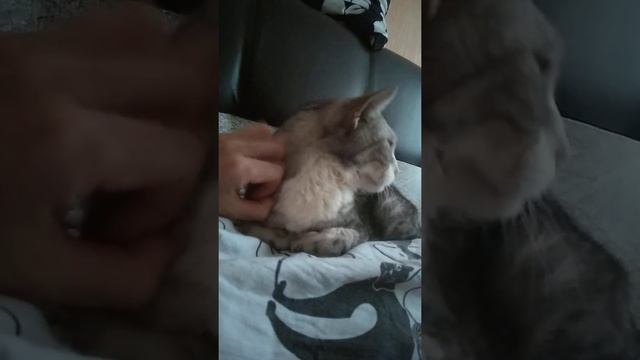 Утро с Барсичком 2января. Сейчас котик не ест совсем. Кормим из шприца, а он плюется Приют Петербур смотреть онлайн
