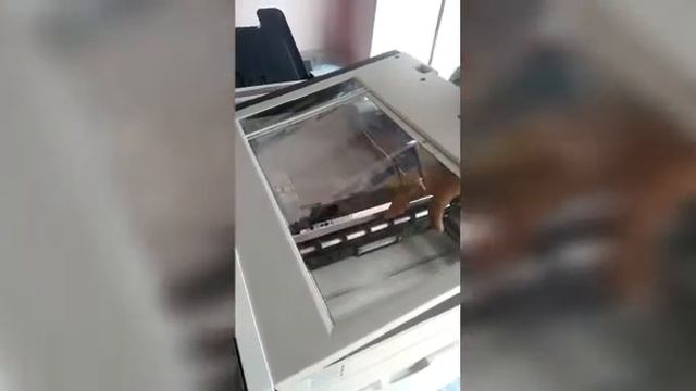 HP 4555 Printer Scanner Cleaning смотреть онлайн