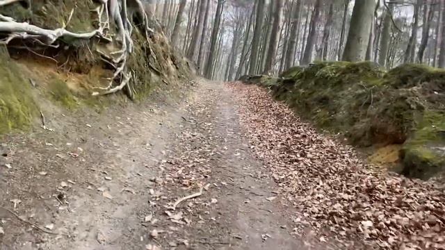 День велосипедиста в лесу смотреть онлайн