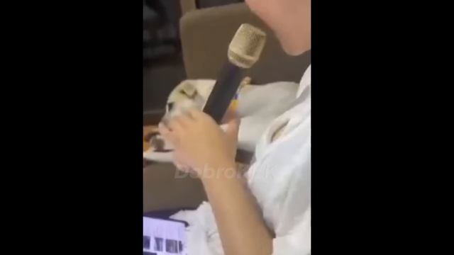 МЕМЫ ИЗ ТИКТОКА РОФЛЯННАЯ СОЛЯНКА. 81 смотреть онлайн