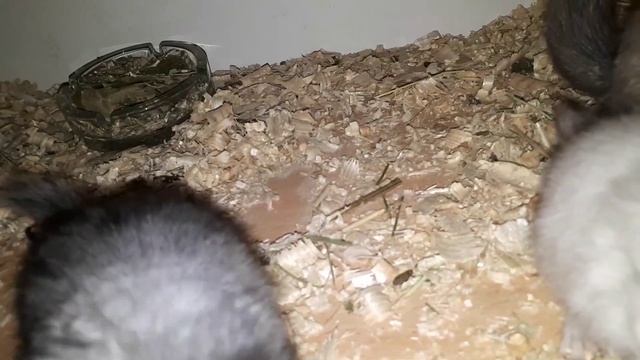 Шиншиллы Ангоры! В чем Ценность Ангор, сколько они стоят и чем отличаются от обычных Шиншилл! смотреть онлайн