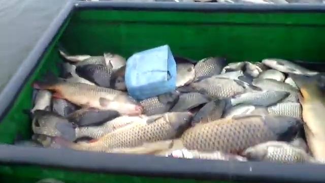 Лодка ломится карасями и сазанами смотреть онлайн