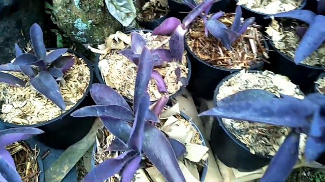 Mau Hunting Media Tanam Andam "Mulch", dapat Monstera & Aglonema Murah Babeh AmirudinArt Channe смотреть онлайн