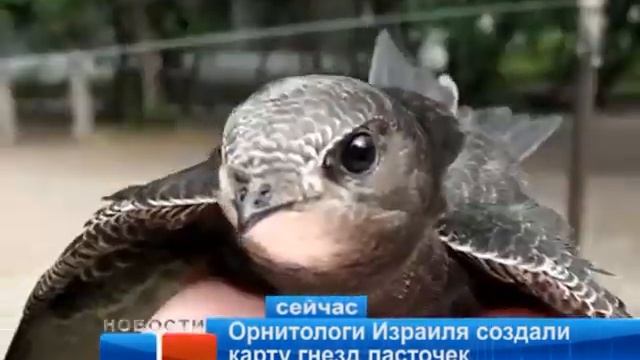 Орнитологи Израиля создали карту гнезд ласточек смотреть онлайн