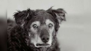 ??? Как кормить пожилую собаку?