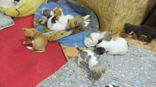 ПРОДАЮ 36 щенков ЧИХУАХУА 03/08/2022/ ЦЕНЫ указаны в ВИДЕО #МИНИ_щенки_ЧИХУАХУА_продаю смотреть онлайн