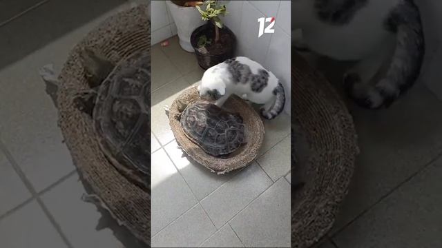 Неудобное соседство: на лежанке хватит места? смотреть онлайн