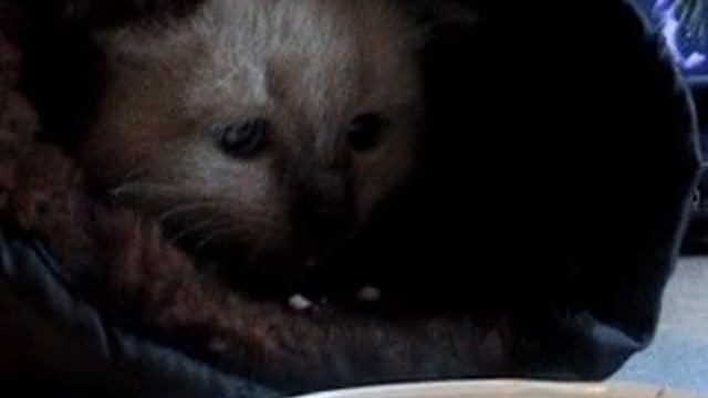 Сиамский котенок смотреть онлайн
