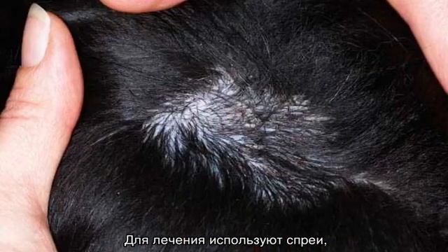 У собаки выпадает шерсть: почему и что делать смотреть онлайн