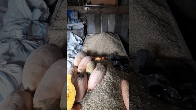 Моё зерно хранение смотреть онлайн