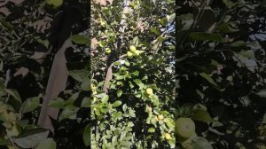 Яблоня свердловчанин. Нижнеудинск