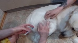 Делаем укол собаке внутримышечно (Золотистый ретривер)
