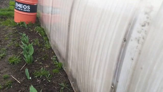 Приготовила макароны по флотски/Приехала на огород/Сажу помидоры. смотреть онлайн