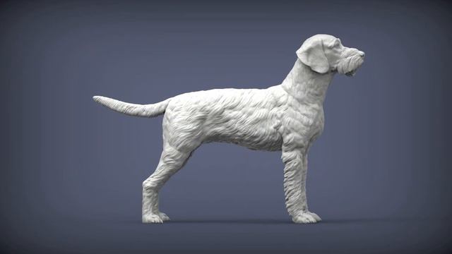 german wirehaired pointers смотреть онлайн