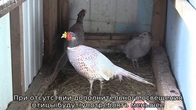 Фазаны: разведение и содержание в домашних условиях смотреть онлайн