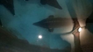 Разведение рыбы домашних условиях