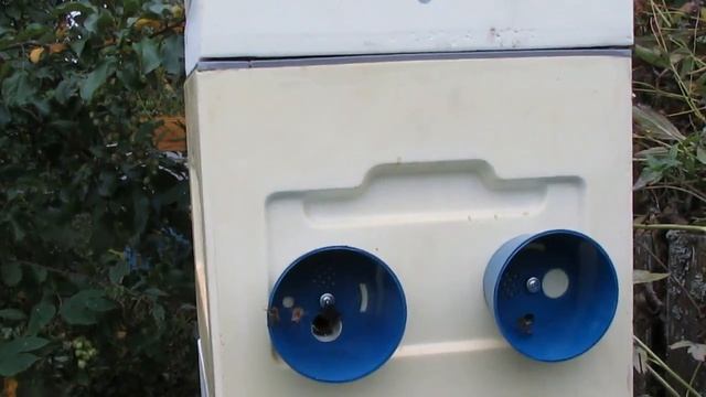 облет пчелиных маток в сентябре - поздние отводки пчел ( обновление 12.09.21 ) смотреть онлайн