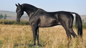 25 ИНТЕРЕСНЫХ ФАКТОВ О ЛОШАДЯХ