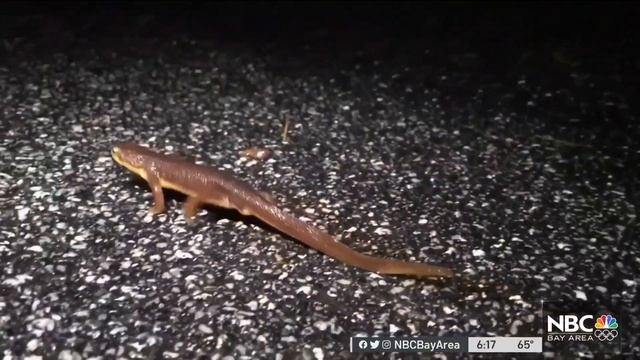 Roadkill Report Sheds Light on Dangerous Highways for Animals смотреть онлайн