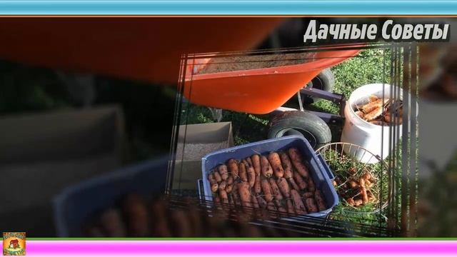 Маленькая ХИТРОСТЬ, которая позволяет мне сохранить МОРКОВЬ ДО ВЕСНЫ в погребе ДАЧНЫЕ СОВЕТЫ смотреть онлайн