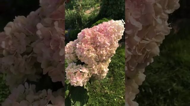 Гортензия Сандей Фрайз смотреть онлайн