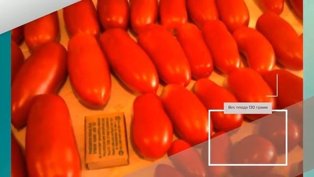 Томат Каспар - описание сорта