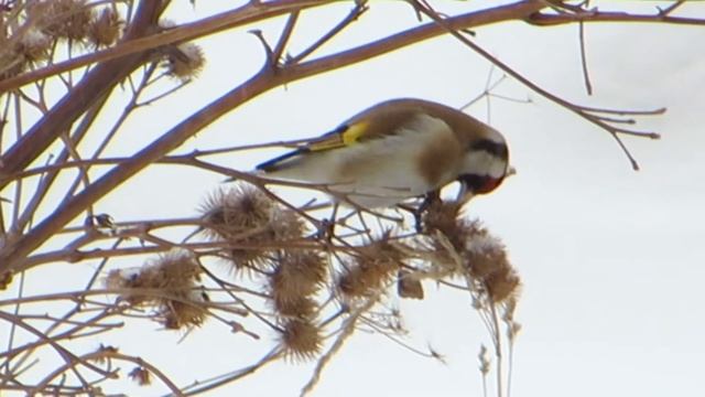 Снегирь, чечётка, щегол, синица, клёст смотреть онлайн