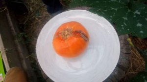 Томат "Бизон Оранжевый" от "Вкуснотека"