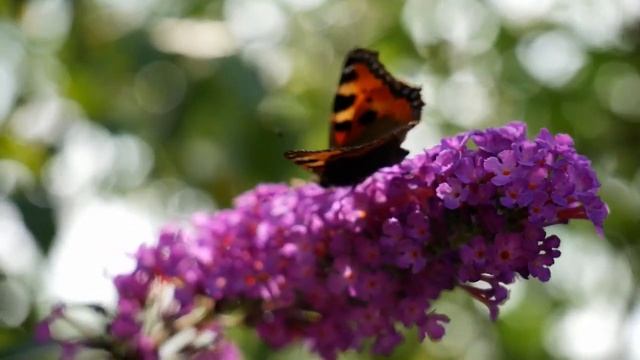 Beautiful Relaxing Music for Stress Relief | Calming Music | Meditation Music, Relaxation Music смотреть онлайн