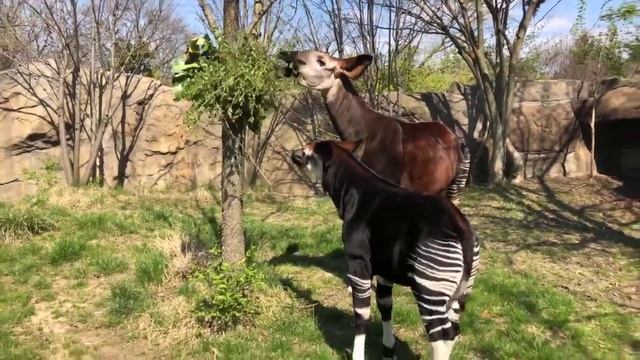 Home Safari - Okapi - Cincinnati Zoo смотреть онлайн