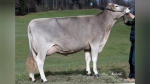 ШВИЦКАЯ ПОРОДА КОРОВ!!!