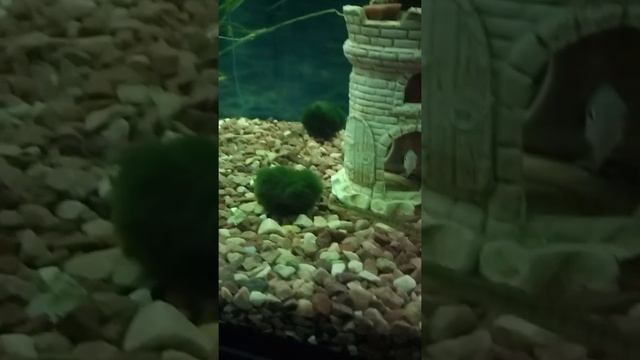 Рыба игла , Аквариумные рыбки??? смотреть онлайн