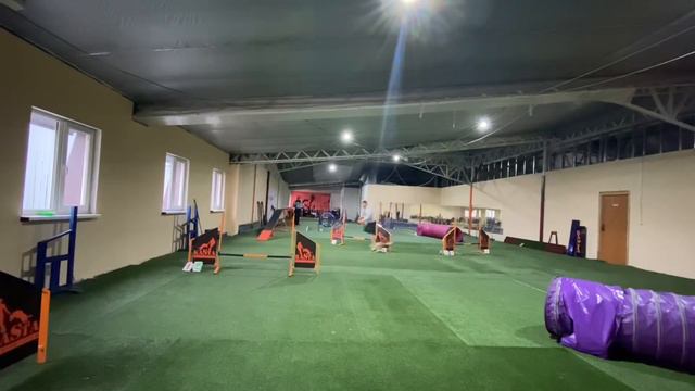 Продолжаем наши тренировки. Agility beagle jumping training смотреть онлайн