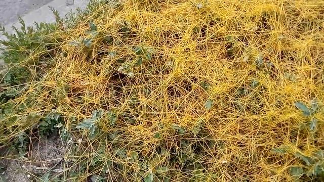 Паразитирующее растение Повилика полевая Parasitic Plant Dodder Field 寄生植物菟丝子田 寄生植物ネナシカズラ畑 기생식물 도더밭