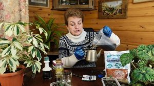 Пикировка томатов для начинающих