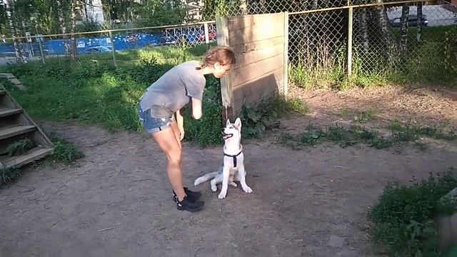 Дрессировка собак -Хаски Айс 4 мес.Дрессировщик Анна смотреть онлайн