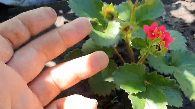 Клубника Саммер бриз. Клубника с розовыми цветками. смотреть онлайн