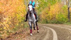 Иноходец. 15.10.16 КОНЬ ПРОДАН