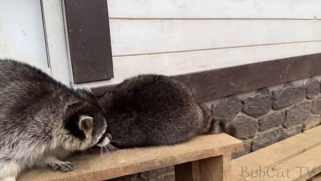 ЕНОТ В ЯРОСТИ  Знакомство енотов с Матвеем  Чем пахнет бобр?
